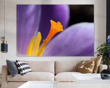Paarse krokus abstracte bloem macro van Imladris Images