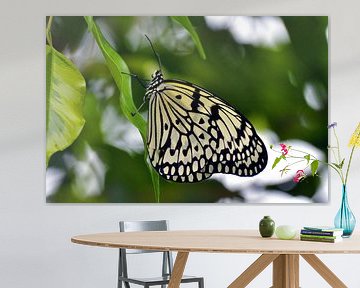 Papillon (papillon de nuit)