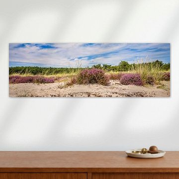 Heidekraut in den Dünen färbt sich violett von eric van der eijk