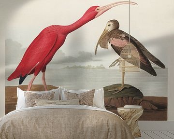 Scarlet Ibis -  Teylers Museum Edition -  Birds of America, John James Audubon van Teylers Museum