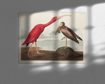 Scarlet Ibis -  Teylers Museum Edition -  Birds of America, John James Audubon van Teylers Museum