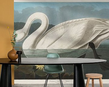 Fluitzwaan - Teylers Edition -  Birds of America, John James Audubon van Teylers Museum