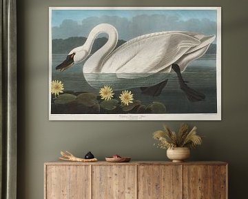 Tundra Swan - Teylers Edition -  Birds of America, John James Audubon von Teylers Museum