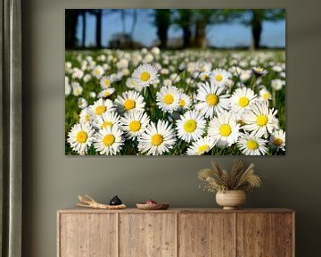 Field with Daisies by Corinne Welp