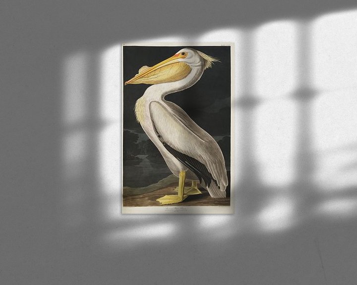 Beispiel: Weißer Pelikan - Teylers Edition - Vögel Amerikas, John James Audubon von Teylers Museum