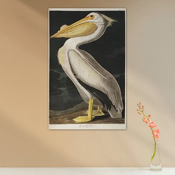 Weißer Pelikan - Teylers Edition - Vögel Amerikas, John James Audubon von Teylers Museum