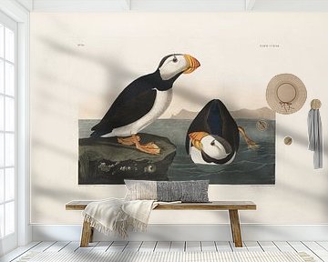 Large-billed puffin - Teylers Edition - Birds of America, John James Audubon by Teylers Museum