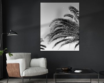 Palmbomen zwart&wit