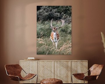 Fallow Deer by Merle Boogert