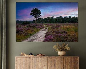 The heather in bloom, Loonse Drunense dunes by Nynke Altenburg