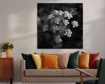 Délicates fleurs de cerfeuil sauvage, monochrome sur Imladris Images