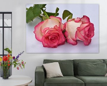 twee roze witte roze van Robin Verhoef