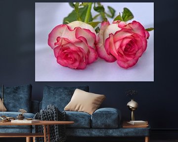 twee wit roze rozen naast elkaar op een witte achtergrond van Robin Verhoef