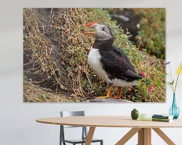 Puffins on the island of Skellig Michael in Ireland by Babetts Bildergalerie