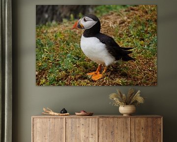 Papegaaiduikers op het eiland Skellig Michael in Ierland van Babetts Bildergalerie