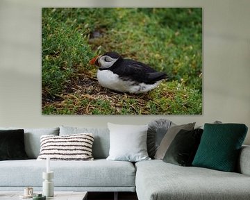 Puffins on the island of Skellig Michael in Ireland by Babetts Bildergalerie