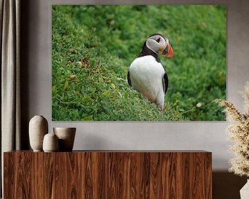 Papegaaiduikers op het eiland Skellig Michael in Ierland van Babetts Bildergalerie