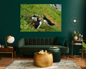 Puffins on the island of Skellig Michael in Ireland by Babetts Bildergalerie