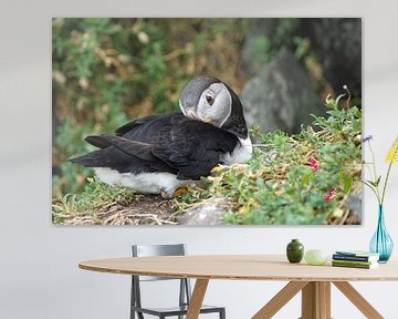Papageitaucher auf der Insel Skellig Michael in Irland von Babetts Bildergalerie