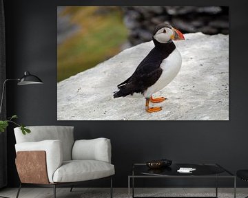 Puffins on the island of Skellig Michael in Ireland by Babetts Bildergalerie