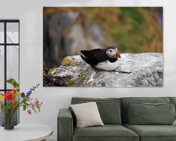 Puffins on the island of Skellig Michael in Ireland by Babetts Bildergalerie