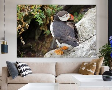 Puffins on the island of Skellig Michael in Ireland by Babetts Bildergalerie