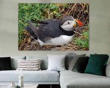 Puffins on the island of Skellig Michael in Ireland by Babetts Bildergalerie