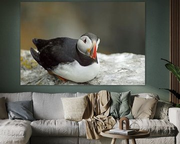 Puffins on the island of Skellig Michael in Ireland by Babetts Bildergalerie