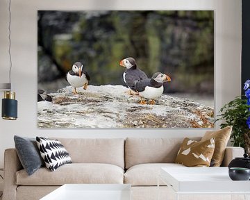 Puffins on the island of Skellig Michael in Ireland by Babetts Bildergalerie