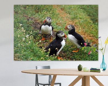 Papegaaiduikers op het eiland Skellig Michael in Ierland van Babetts Bildergalerie