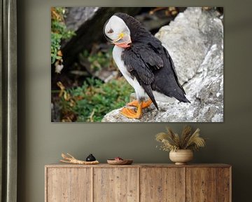 Papageitaucher auf der Insel Skellig Michael in Irland von Babetts Bildergalerie