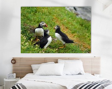 Puffins on the island of Skellig Michael in Ireland by Babetts Bildergalerie