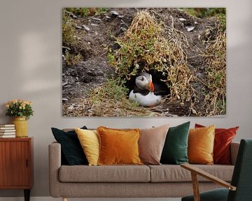 Puffins on the island of Skellig Michael in Ireland by Babetts Bildergalerie