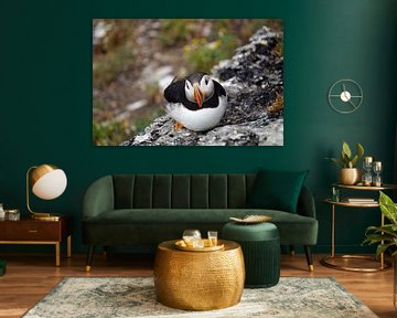 Puffins on the island of Skellig Michael in Ireland by Babetts Bildergalerie