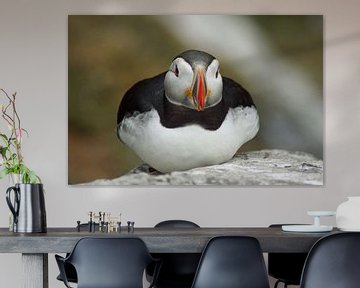 Puffins on the island of Skellig Michael in Ireland by Babetts Bildergalerie