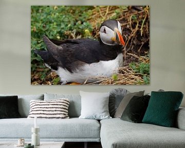 Puffins on the island of Skellig Michael in Ireland by Babetts Bildergalerie