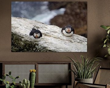 Puffins on the island of Skellig Michael in Ireland by Babetts Bildergalerie