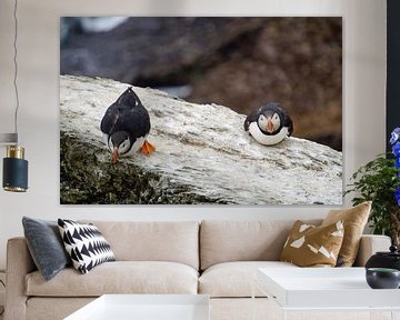 Puffins on the island of Skellig Michael in Ireland by Babetts Bildergalerie