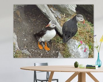 Macareux moines sur l'île de Skellig Michael en Irlande sur Babetts Bildergalerie