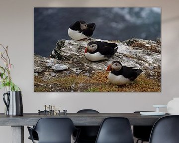 Papegaaiduikers op het eiland Skellig Michael in Ierland van Babetts Bildergalerie