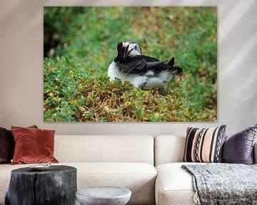 Puffins on the island of Skellig Michael in Ireland by Babetts Bildergalerie