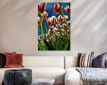 Champ de tulipes en fleur
