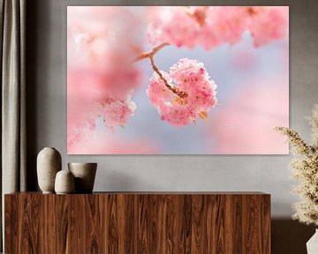 Pink Japanese Cherry Blossom by Pictorine