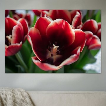 Tulpen.