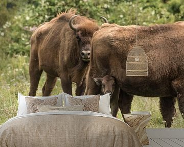 Wisent kalfje is nieuwsgierig