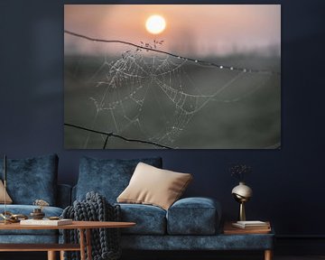 Spinnennetz in der Morgensonne von Tania Perneel