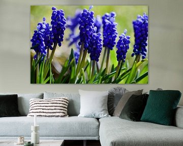 Grape hyacinths in a spring meadow by David Esser