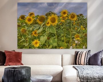 Sonnenblumen in Südholland von Karin Riethoven