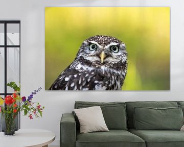 Little Owl