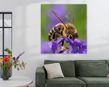 Makroaufnahme einer Biene auf Lavendel von Camilla Ottens